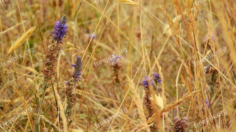 Dry Meadow Dry Grass Dry Straws Flowers