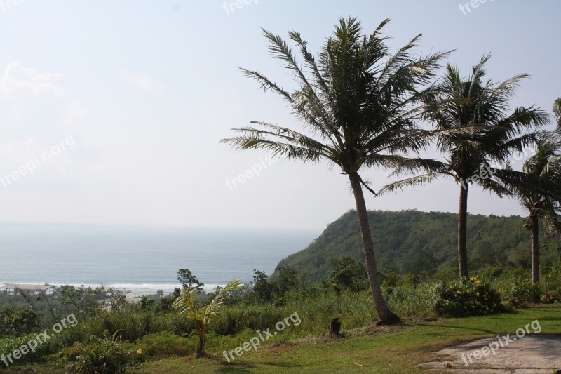 Nature Palm Tree Landscape Free Photos