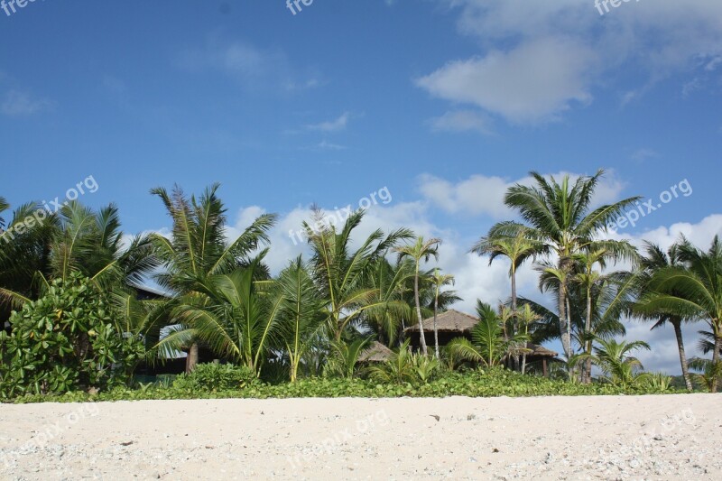 Guam Nikko Hotels Nature Landscape Palm Tree