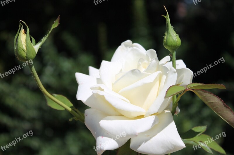 Rose White Flower Botanical Garden Blossom