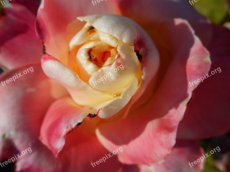 Rose Pink Yellow Flower Nature