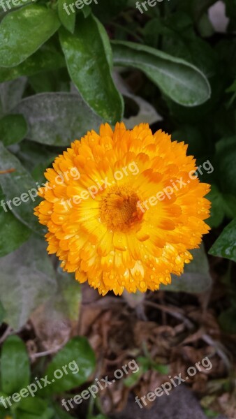 Calendula Flower Orange Yellow Blossom