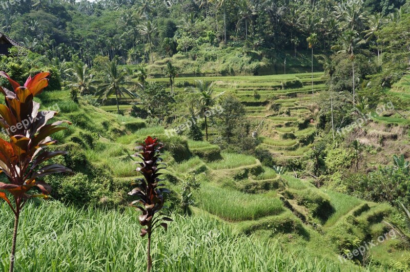 Rice Field Bali Agriculture Asia Farming