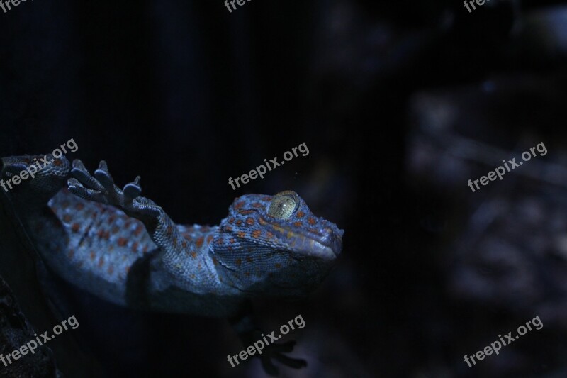 Reptiles Lizard Shadow Free Photos