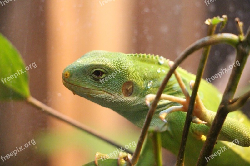 Reptiles Drop Of Water Lizard Free Photos