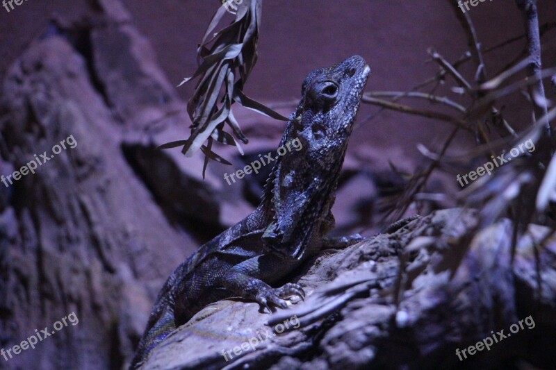 Reptiles Frilled Lizard Darkness Free Photos