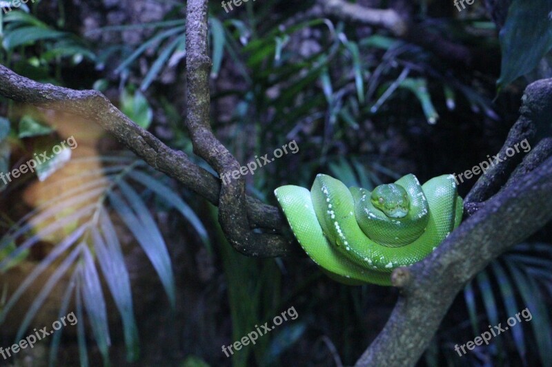 Reptiles Snake Leaf Free Photos