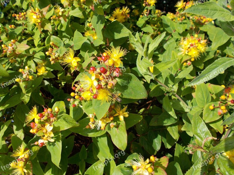 Yellow Flowers Bee Yellow Flowers Nature