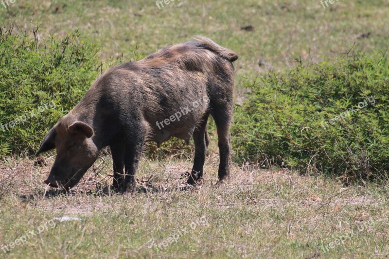 Pig Home Pasture Swine Free Photos