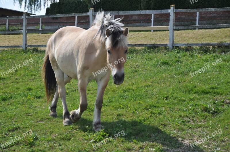 Horse Step Fjord Horse Norwegian Norwegian Fjord Horse