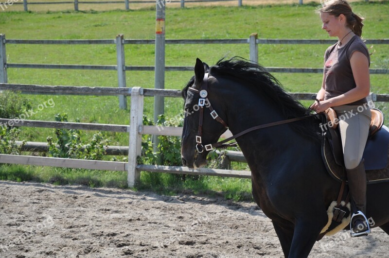 Horse Stallion Rap Black Gallop