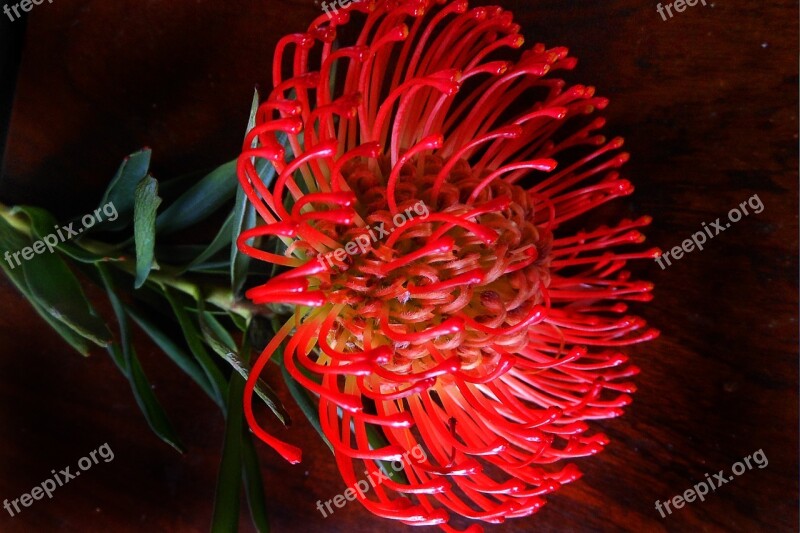 Protea Flower Bloom Color Free Photos