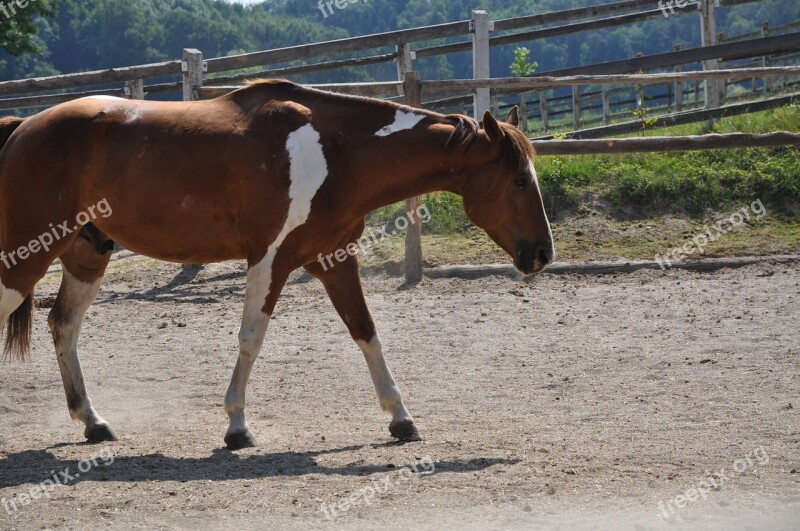 Horse Paddock Cheques Fuchs Fuchsschecke