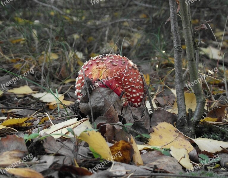 Foliage Amanita Poison Mushroom Nature