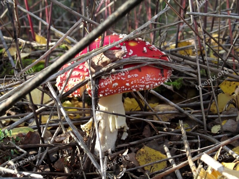 Foliage Amanita Poison Mushroom Nature