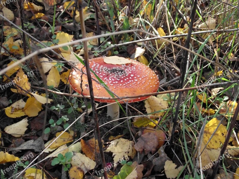 Foliage Amanita Poison Mushroom Nature