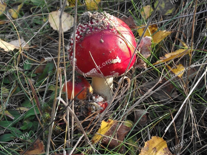 Foliage Amanita Poison Mushroom Nature