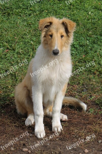 Collie Dog Farm Pet Canine