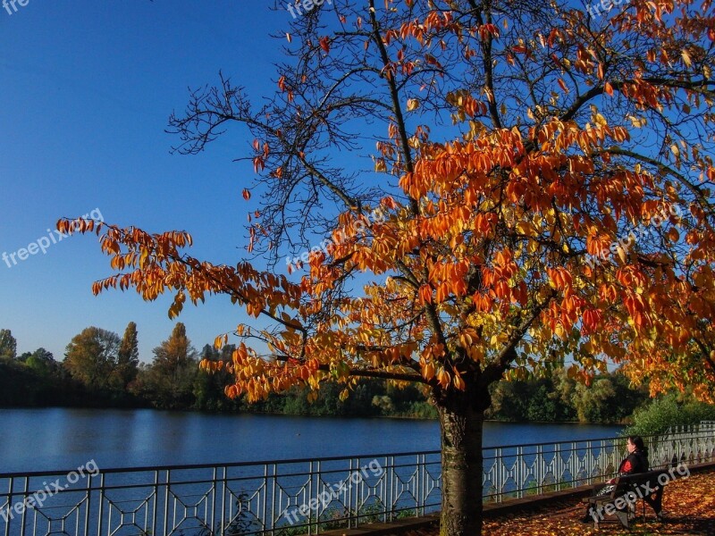 Autumn Day Tree Fall Color Fall Foliage Relaxation