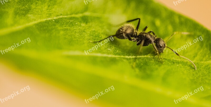 Ant Macro Incetos Nature Close