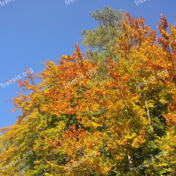 Autumn Tree Golden Autumn Mood Tree In The Fall