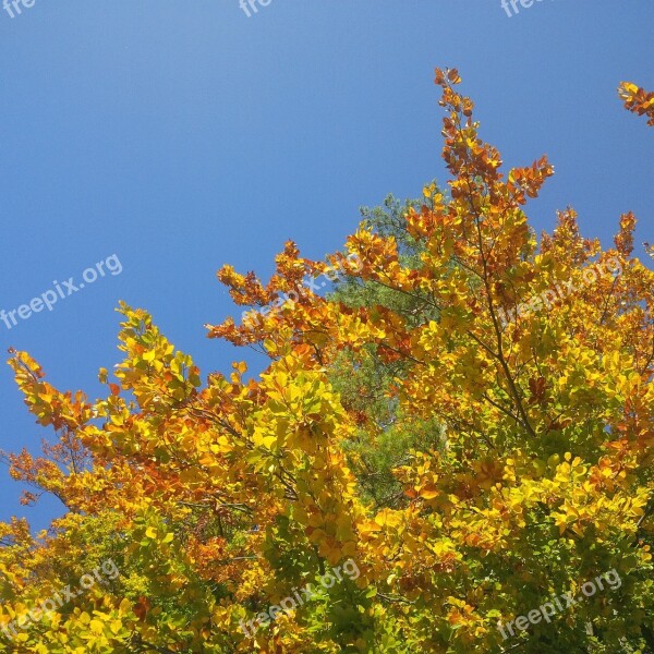 Autumn Tree Golden Autumn Mood Tree In The Fall