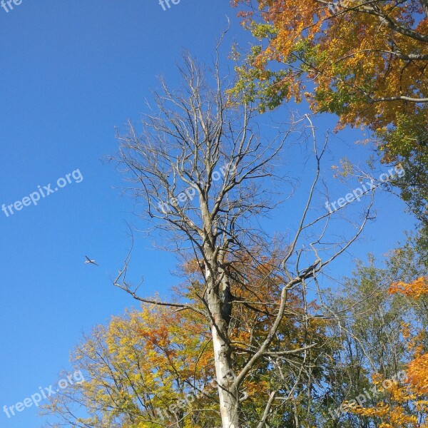 Autumn Tree Golden Autumn Mood Tree In The Fall