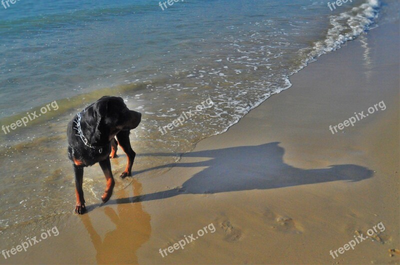 Dog Sea Beach Summer Animal