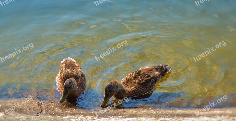 Bird Duck Animal Nature Wildlife