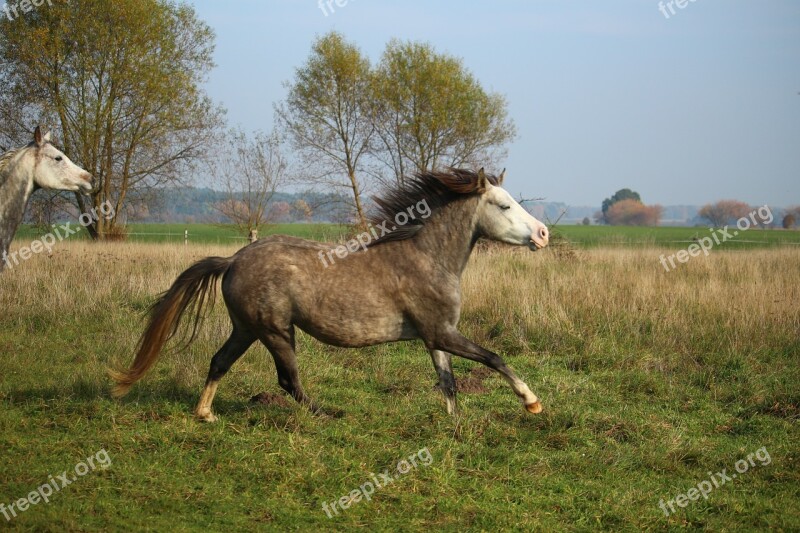 Horse Thoroughbred Arabian Mare Gallop Mold