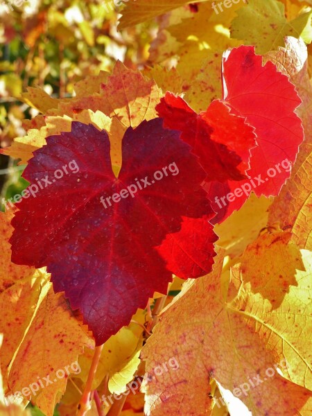 Vine Leaf Autumn Golden Autumn Red