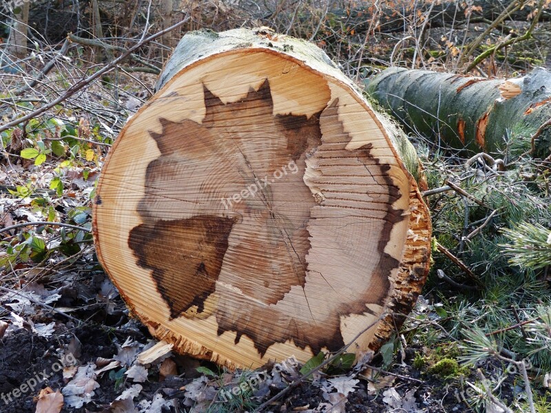 Log Section Grain Wood Structure