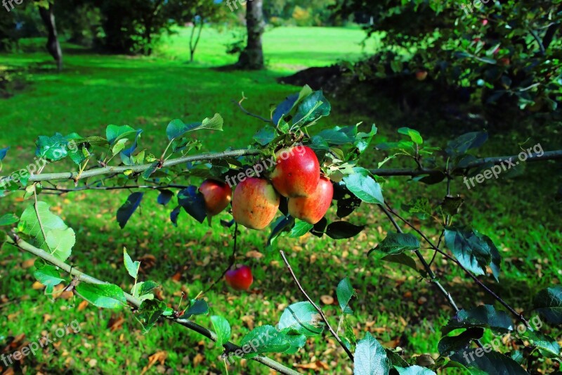 Apple Tree Apple Late Autumn Tree Fruit