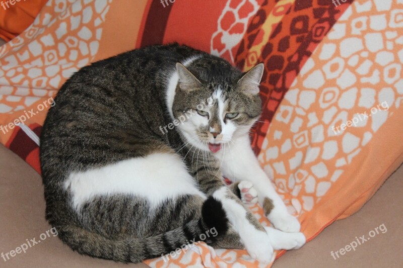 Cat Tongue Straighten Out Tired Bed