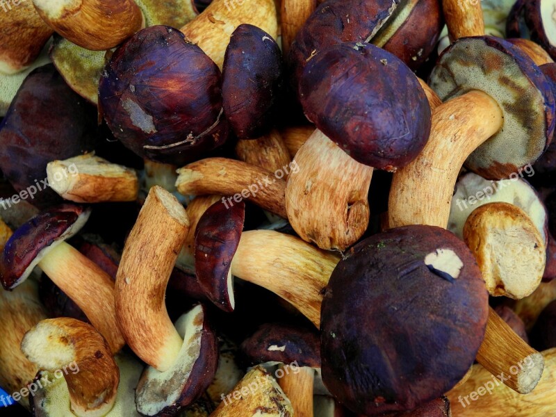 Mushrooms Wild Mushrooms Fungus Autumn Nature