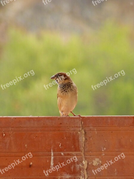 Sparrow Billet Background Free Photos