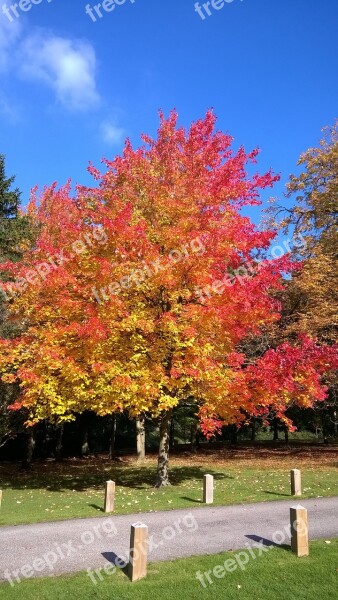 Autumn Leaves Essex Tree Sky