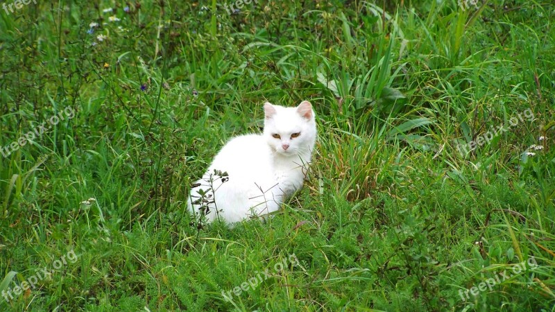 Cat White Kitten Pets Free Photos