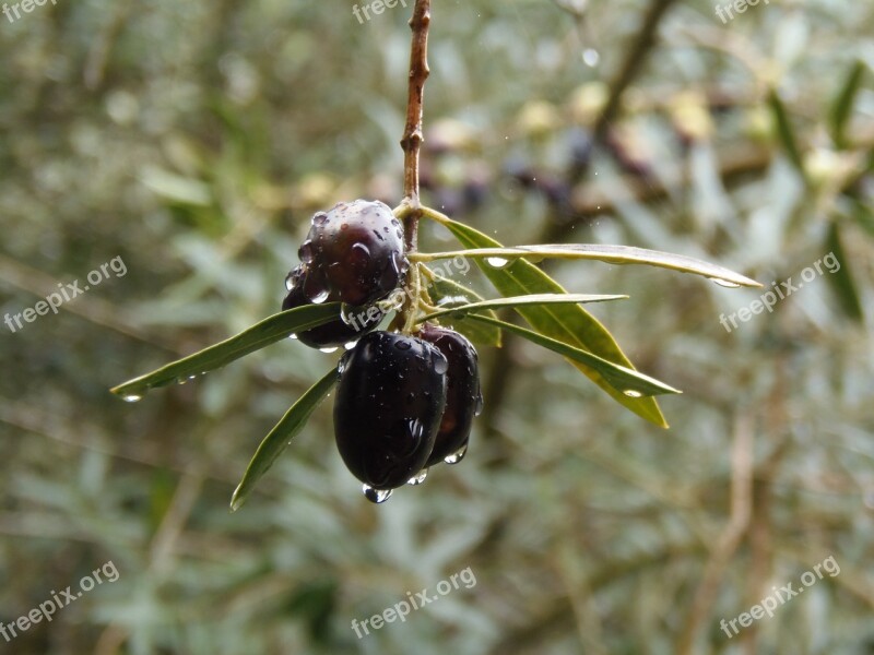 Olives Nature Rain Green Olive Tree