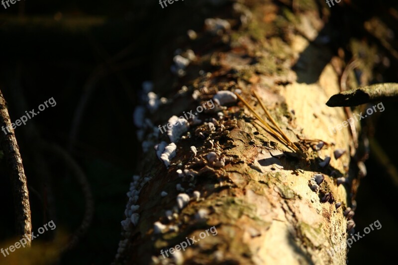 Forest Log Moss Mushroom Bark