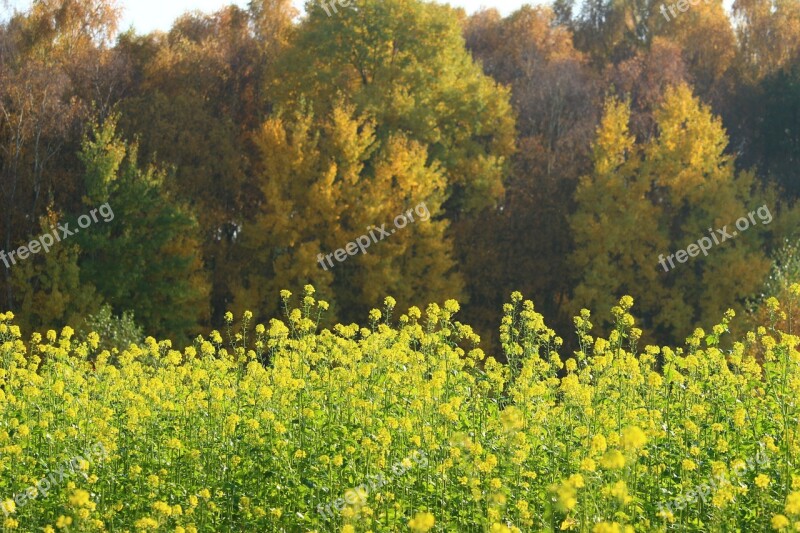 Autumn Forest Autumn Leaves Oilseed Rape Field Of Rapeseeds