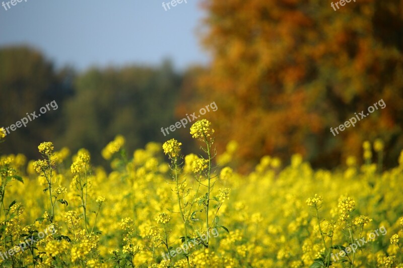 Autumn Oilseed Rape Field Of Rapeseeds Fall Foliage Indian Summer