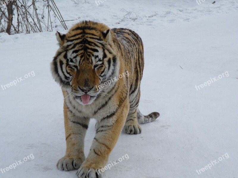 Siberian Tiger Harbin Winter Snow Big Cat