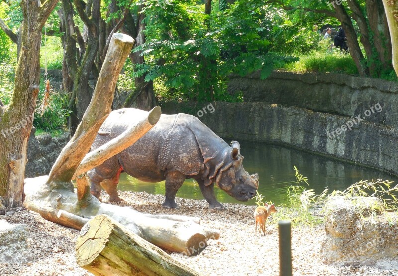 Rhino Zoo Summer Free Photos