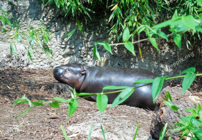 Hippo Baby Rest Zoo Sunny