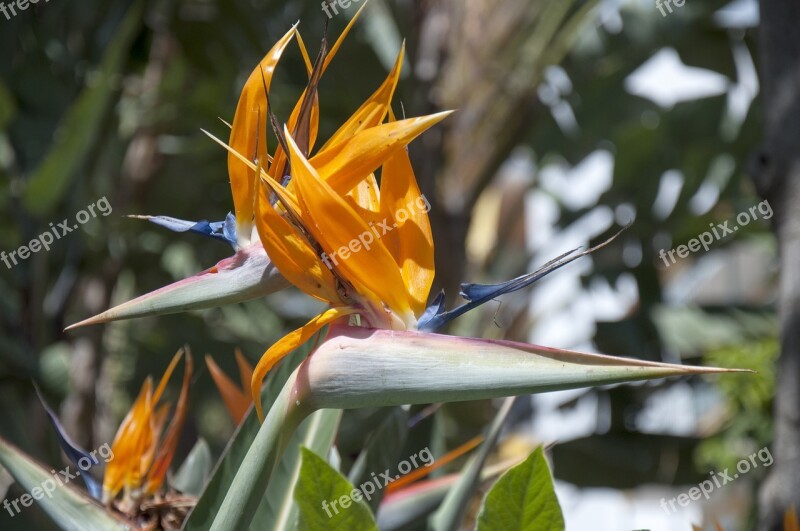 Flower Estelicia Bird Of Paradise Free Photos