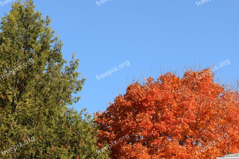 Trees Orange Green Sky Blue