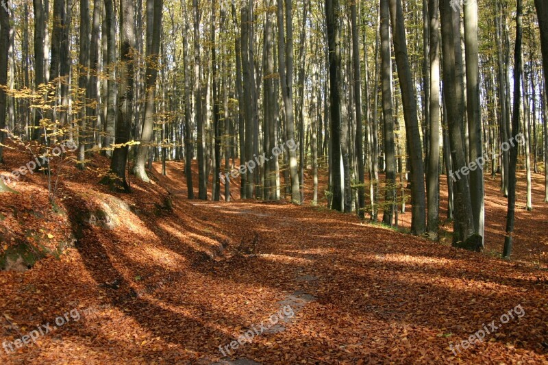 Forest Foliage Autumn Tree Nature