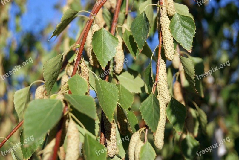 Closeup Branch Greens Leaves Plant