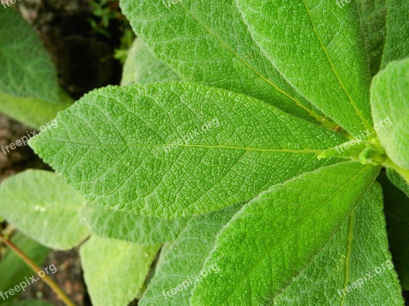 Leaf Closeup Detail Of Model Leaf Blade